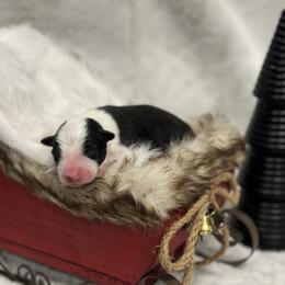 Border Collie Puppies from Apex Border Collies