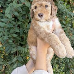 Klause - Merle male Whoodle puppy in Gilbert, Arizona from Gilbert Bernedoodles & Whoodles