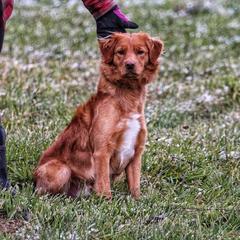 Ernie - Nova Scotia Duck Tolling Retriever