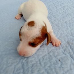 Girl 2 - Piebald female Dachshund puppy in Cedar Rapids, Iowa from Paulassillydogs