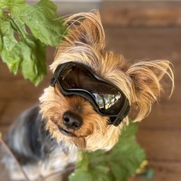 Teddy - Yorkshire Terrier