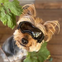 Teddy - Yorkshire Terrier