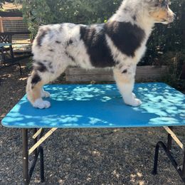 Australian Shepherd Puppies from Trinity Kennels