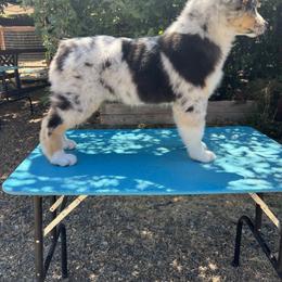 Australian Shepherd Puppies from Trinity Kennels