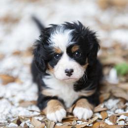 Cooper - Tri-color male Bernedoodle puppy in Seffner, Florida from Gold Diamond Pup