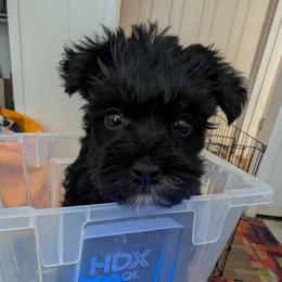 Buttercup - Black female Miniature Schnauzer puppy in Paris, Texas from Black Star Farm