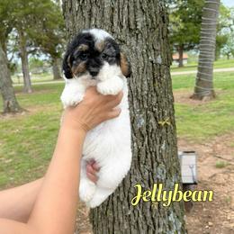 Jelly bean - Tri-color male Bernedoodle puppy in Mount Vernon, Missouri from PoodlelyDoodlely