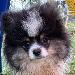 Gi Gi - Black and tan parti female Pomeranian puppy in Colton, Oregon from Shelli’s Pampered Poms