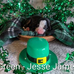Green - Jesse James - Black rust and white male Bernese Mountain Dog puppy in Marion, Indiana from Zarah's Bernese Mountain Dogs