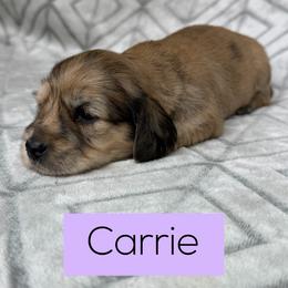 Carrie 4500, Silky Wire, Cream Brindle Dapple Girl 1, Pet Only - Dapple female Dachshund puppy in Pauls Valley, Oklahoma from Simply Happy Dachshunds