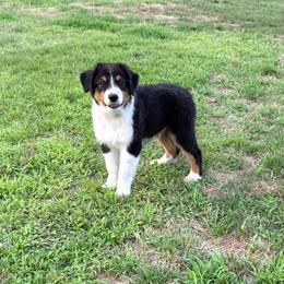Boy 1 - Black tri-color male Australian Shepherd puppy in Rochester, Massachusetts from Clover Creek Aussies