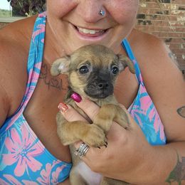 Poppy - Black and tan female Chihuahua puppy in Amity, Pennsylvania from Baxters Chihuahuas