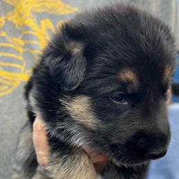 Girl 1K-gray - Black and tan female German Shepherd puppy in Sharon Grove, Kentucky from Julie’s Shepherds