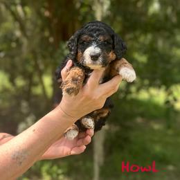 Tempo - Phantom male Goldendoodle puppy in Sanderson, Florida from Serenity Goldendoodles