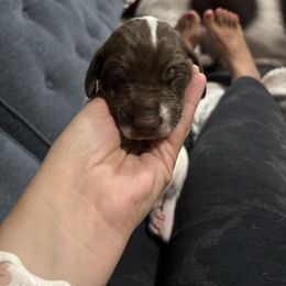 Snickers - Liver and white male German Shorthaired Pointer puppy in Logan, Utah from On Point Gun Dog's of Utah
