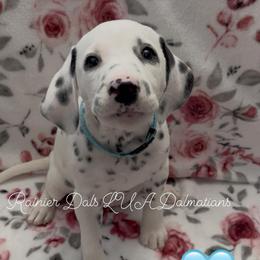 Snow - White and black female Dalmatian puppy in Joshua, Texas from Rainier DALS LUA Dalmatians
