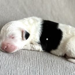 Bocelli - Sheepadoodle puppy in California from Sheepadoodles of Orange County
