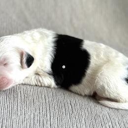 Bocelli - Sheepadoodle puppy in California from Sheepadoodles of Orange County