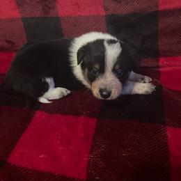 Zero - Blue male Australian Cattle Dog puppy in Lancaster, Minnesota from Weleski Chocolate Heelers
