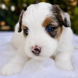 Nora - Blue merle female Bernedoodle puppy in Vacaville, California from Starlight Goldendoodles