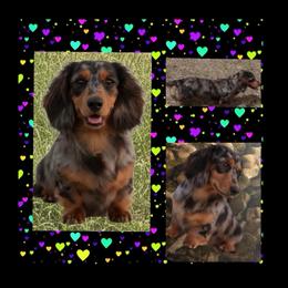 Tiki - Dachshund