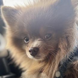Token - Pomeranian