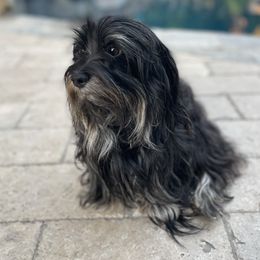 Boaz - Havanese