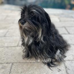 Boaz - Havanese