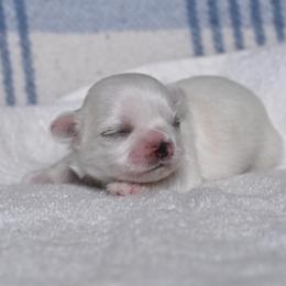 Pace - Cream and white female Shih Tzu puppy in Montrose, Colorado from Nana's Happy Pups