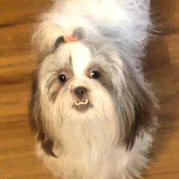 Mille - Shih Tzu