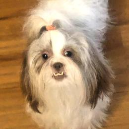 Mille - Shih Tzu