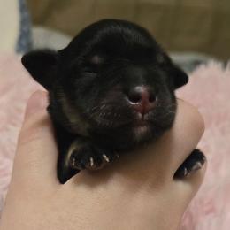 Ingrid - Black and silver female Miniature Schnauzer puppy in Graham, Washington from Kristy's French Bulldogs & Mini Schnauzers