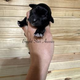 Storm - Black & white male Australian Shepherd puppy in Newton, Mississippi from Bright Star Aussies