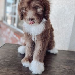 Bernedoodle, Goldendoodle, and Sheepadoodle Puppies from High Desert Doodles
