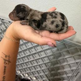 Boy 3 - Dapple male Dachshund puppy in Paradise, California from Barnes’ Doxies