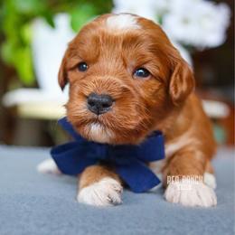 Diesel - Red  male Goldendoodle puppy in Salado, Texas from Red Ranch Dogs
