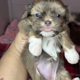 Skyler - Chocolate and tan female Shih Tzu puppy in Roseville, Michigan from Diamond Paws LLC