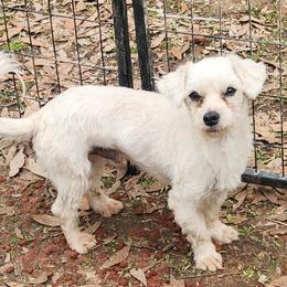 Louie - Maltese