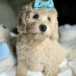 Katie - Caramel ice female Australian Labradoodle puppy in San Antonio, Texas from I Love U Back Labradoodles, LLC