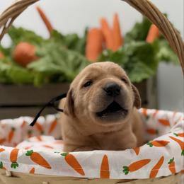 Maroon - Yellow male Labrador Retriever puppy in Heath Springs, South Carolina from Rich Hill Retrievers