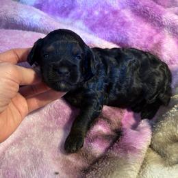 Tater tot - Black and tan female Cavapoo puppy in Battle Lake, Minnesota from Panda Puppies