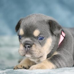 Maple - Tricolors female French Bulldog puppy in Punta Gorda, Florida from Mingan French Bulldog