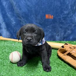 Mike - Black male Labrador Retriever puppy in Farmington, Missouri from Granite Creek Kennel