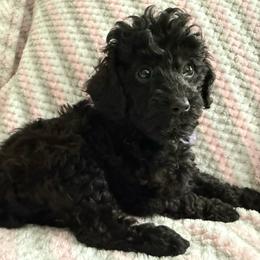 Akc Female purple ribbon - Phantom female Poodle puppy in Dade City, Florida from Oodles of poodles LLC.