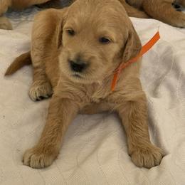 OLIVIA - Red  female Goldendoodle puppy in Porter Ranch, California from Jasperdoodle.com