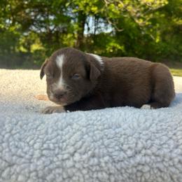 Canna Lilly - Red & white female Miniature Australian Shepherd puppy in Ardmore, Oklahoma from Tribal Rose Aussies