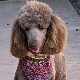 "Maya fresh from the grooming salon!" Poodle All Grown Up from Simply Amazing Poodles