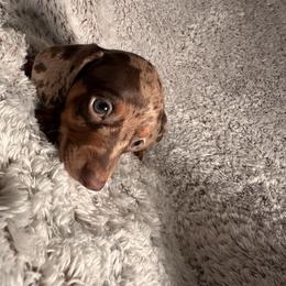 River - Dapple male Dachshund puppy in Petersburg, Virginia from Doting on Dachshunds