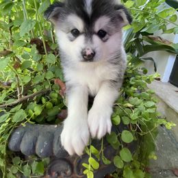 Pomsky Puppies from Pixie Pomsky