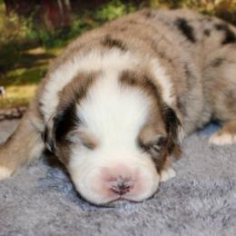 Blue Merle-2 - Blue merle male Miniature Australian Shepherd puppy in Ronan, Montana from Dirt Road Aussie’s of Montana
